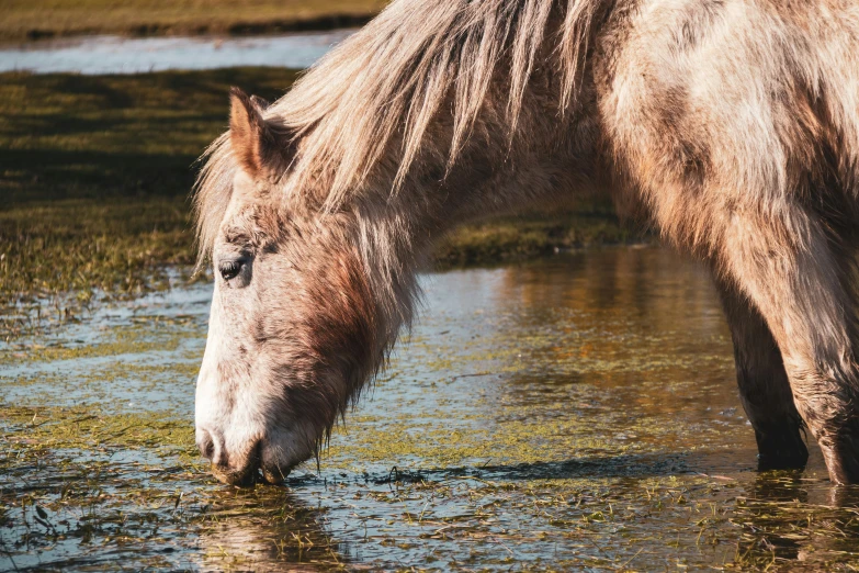 a brown and white horse drink from the water