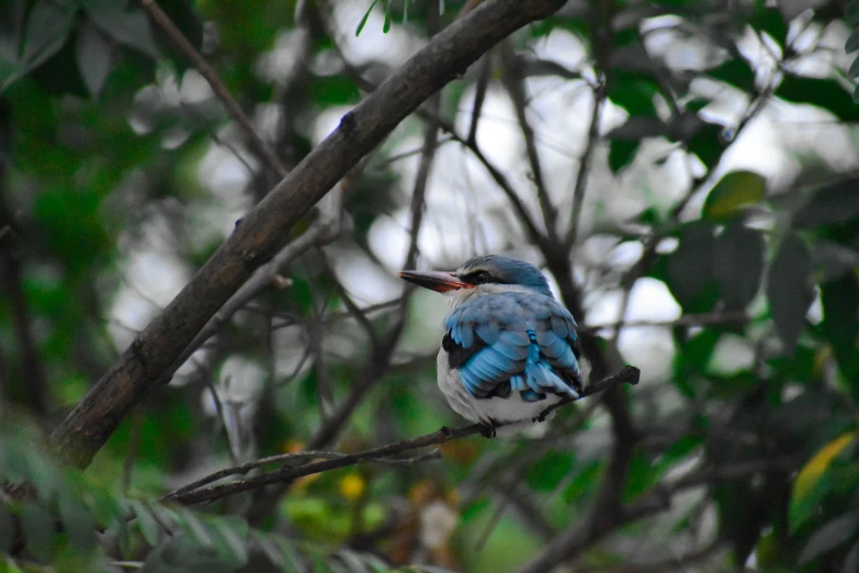 a blue bird is sitting on a nch