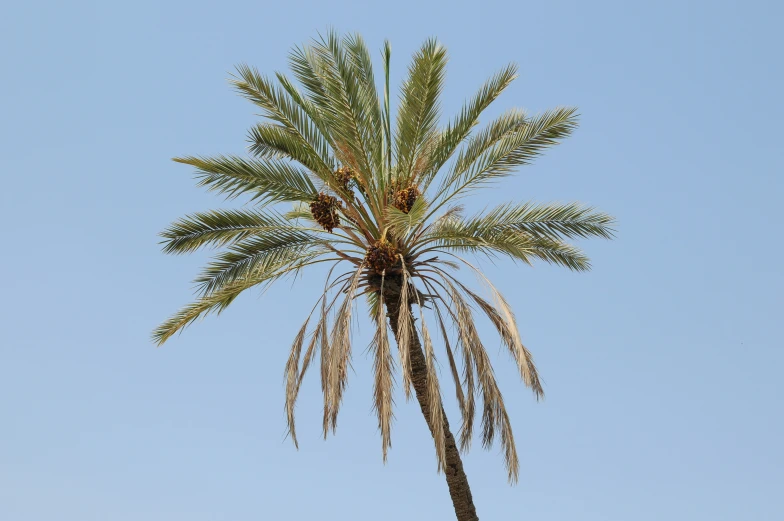 palm tree against clear blue sky with bird