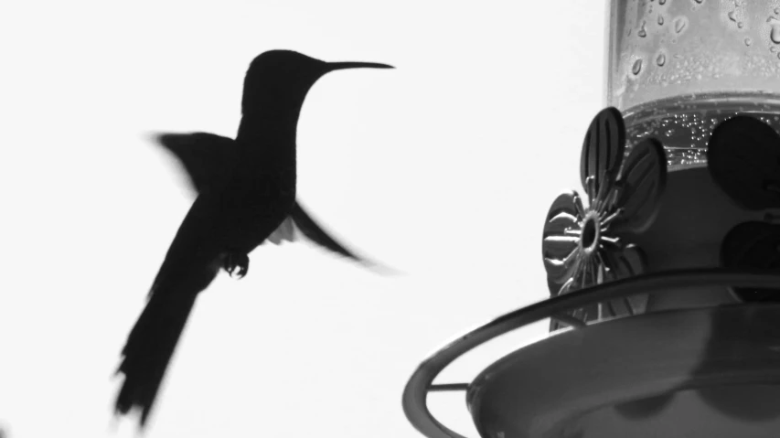 a black bird flying near a water bottle