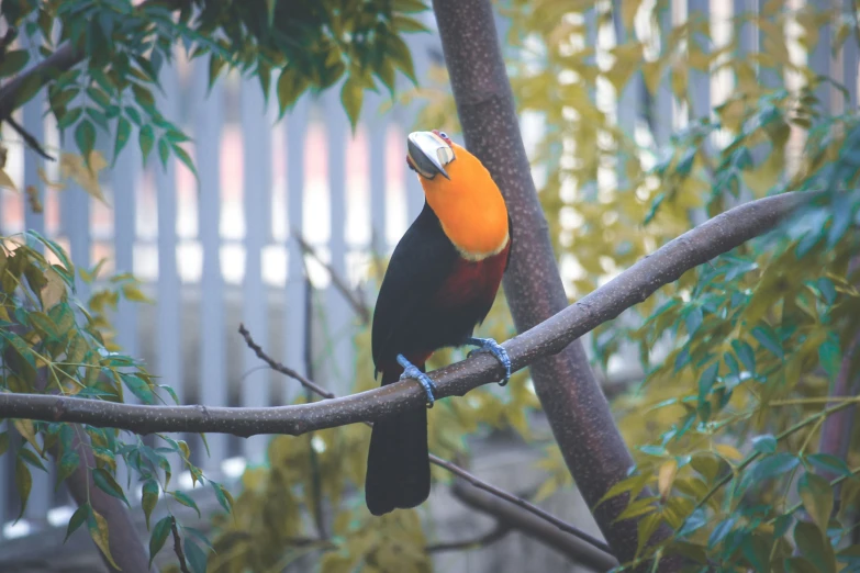 a colorful toucan is perched on a tree nch