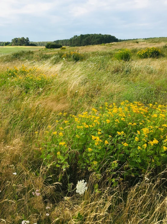 an empty open field surrounded by trees and grass