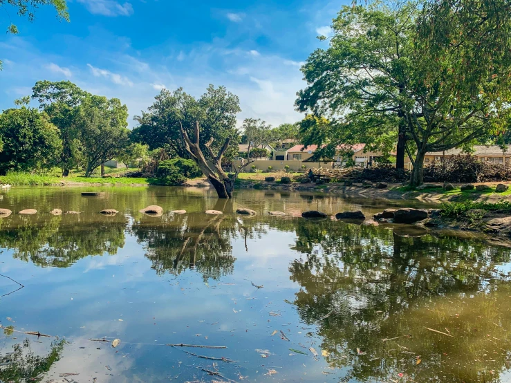 a tree is next to a body of water