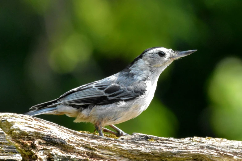 a white and black bird sitting on a tree nch