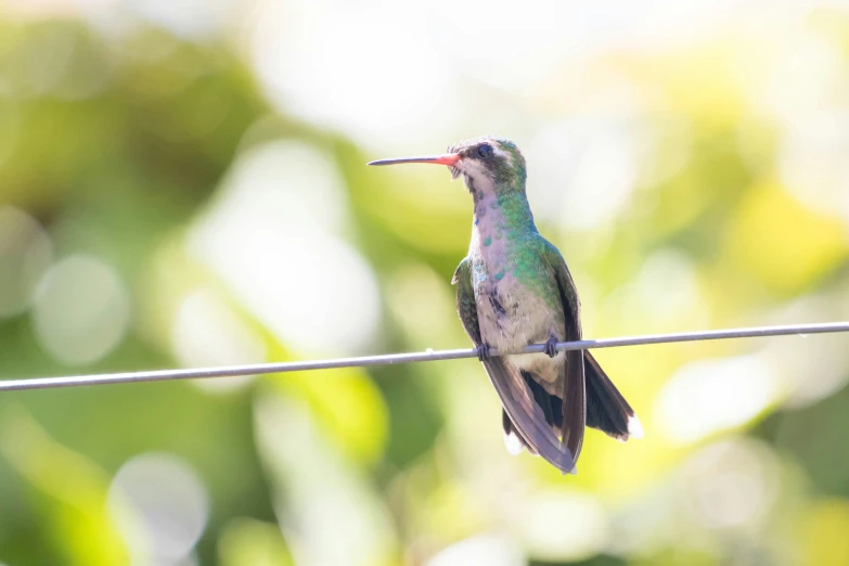 a small bird sitting on a wire with blurry background