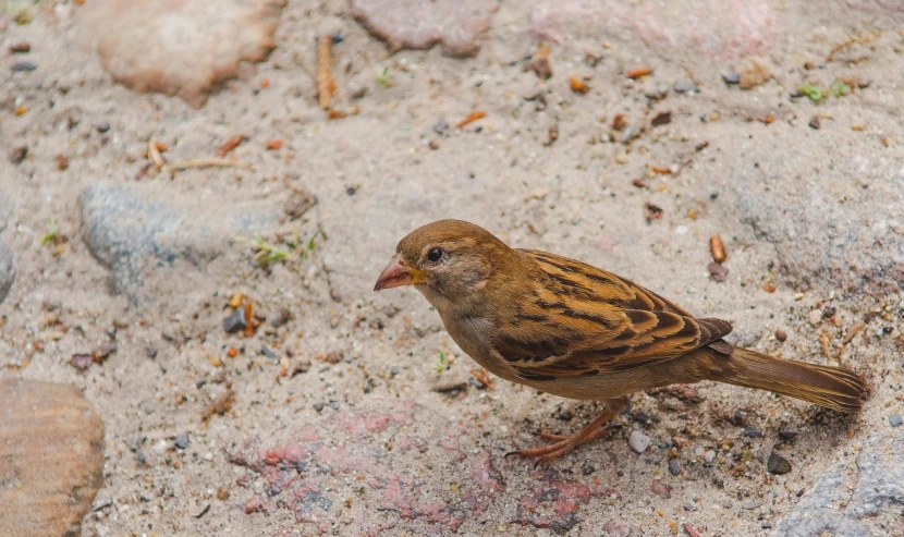 the bird is sitting in the sand on the rocks