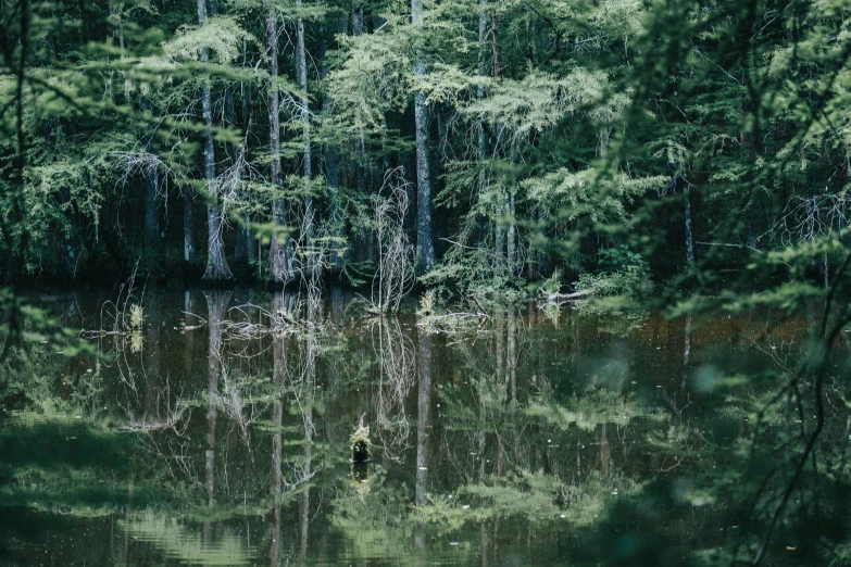 a couple of deer are standing in a forest