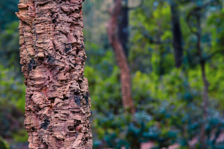 a bird that is perched on top of a tree