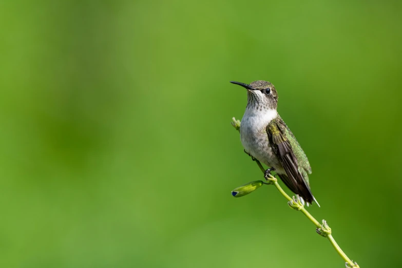 a hummingbird sits on a stem with its beak open