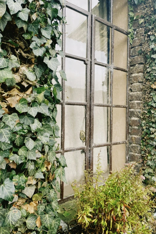 plants next to the windows in the building