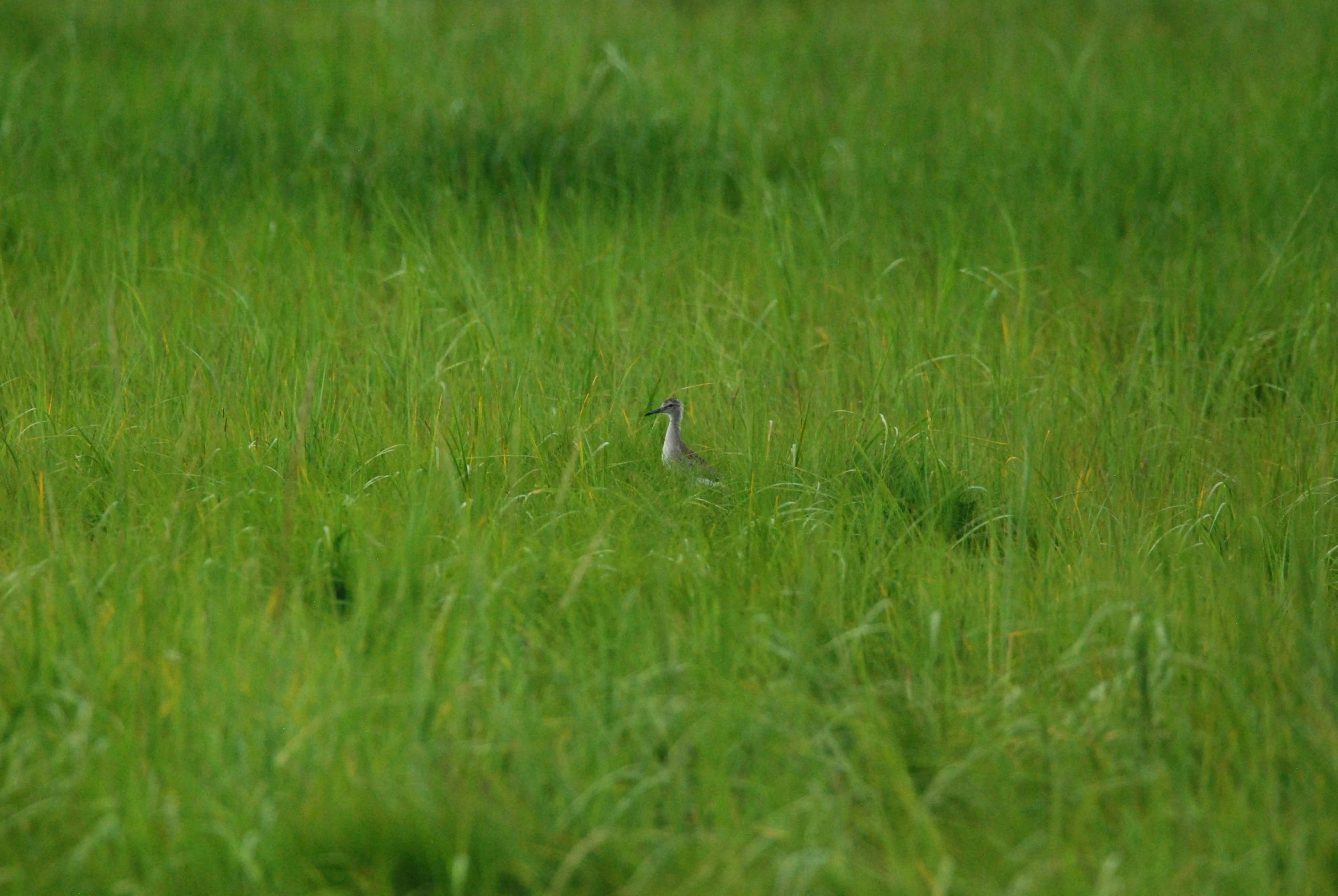 a bird sits in tall grass in a field