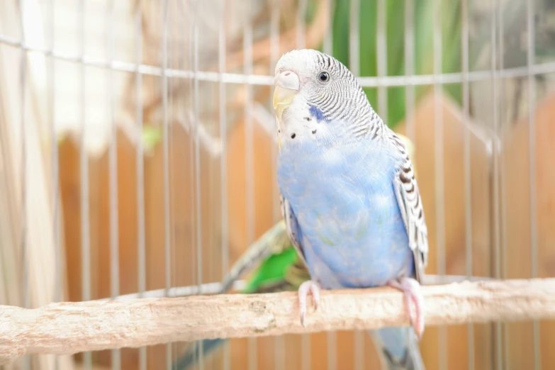 a blue and gray bird is perched on a perch