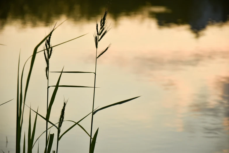 tall grass stands in front of the water with a pink, yellow and blue sky