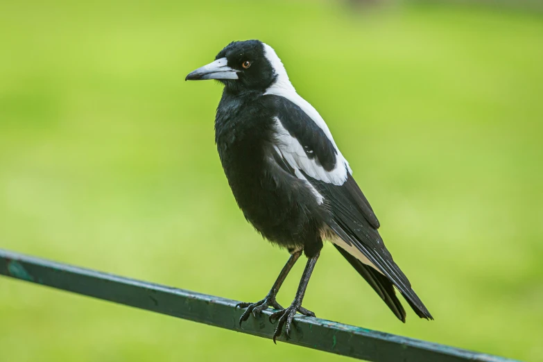 a black and white bird standing on a piece of metal