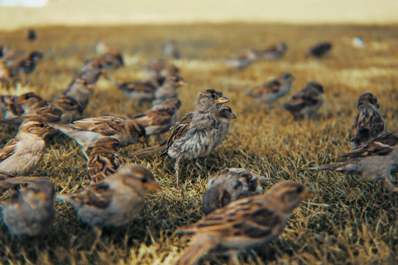 a large flock of birds stand on grass