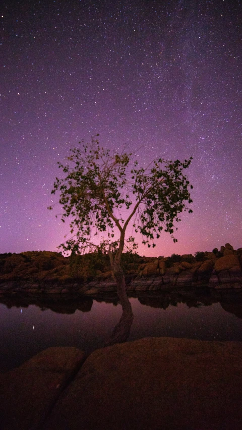 the stars fill the night sky above a tree on an island