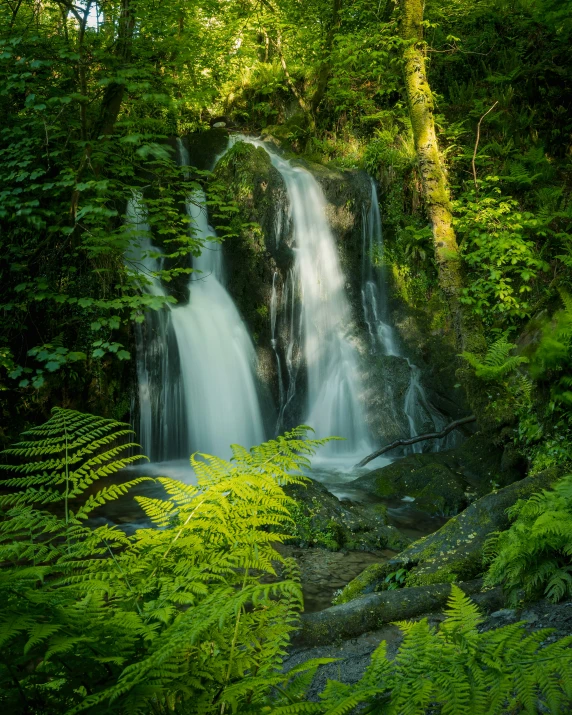 a river running through a lush green forest filled with lush vegetation