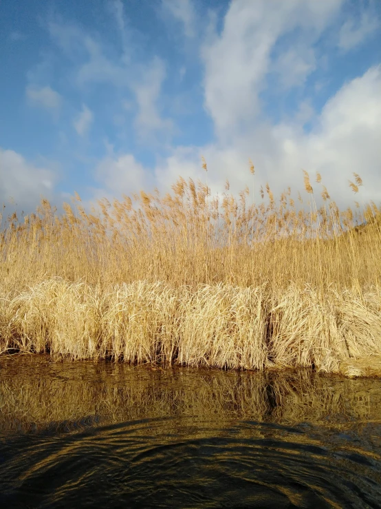 tall reeds with blue skies and clouds in the background