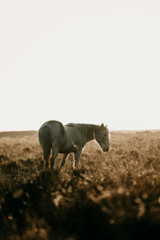 a horse stands alone in a large, grassy field