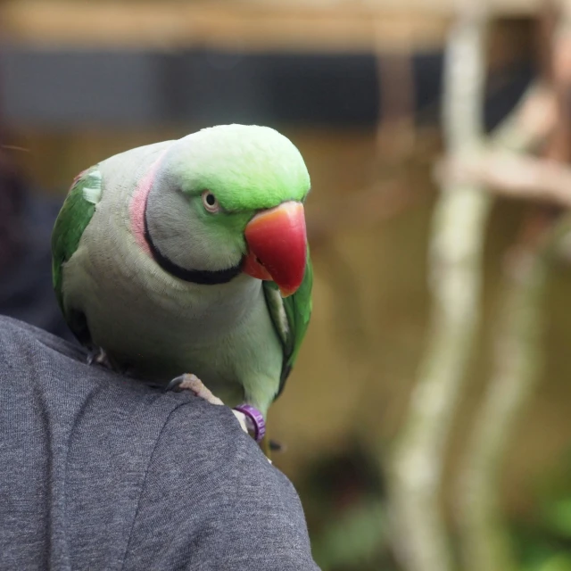 a bird with a pink and green head sits on a womans shoulder