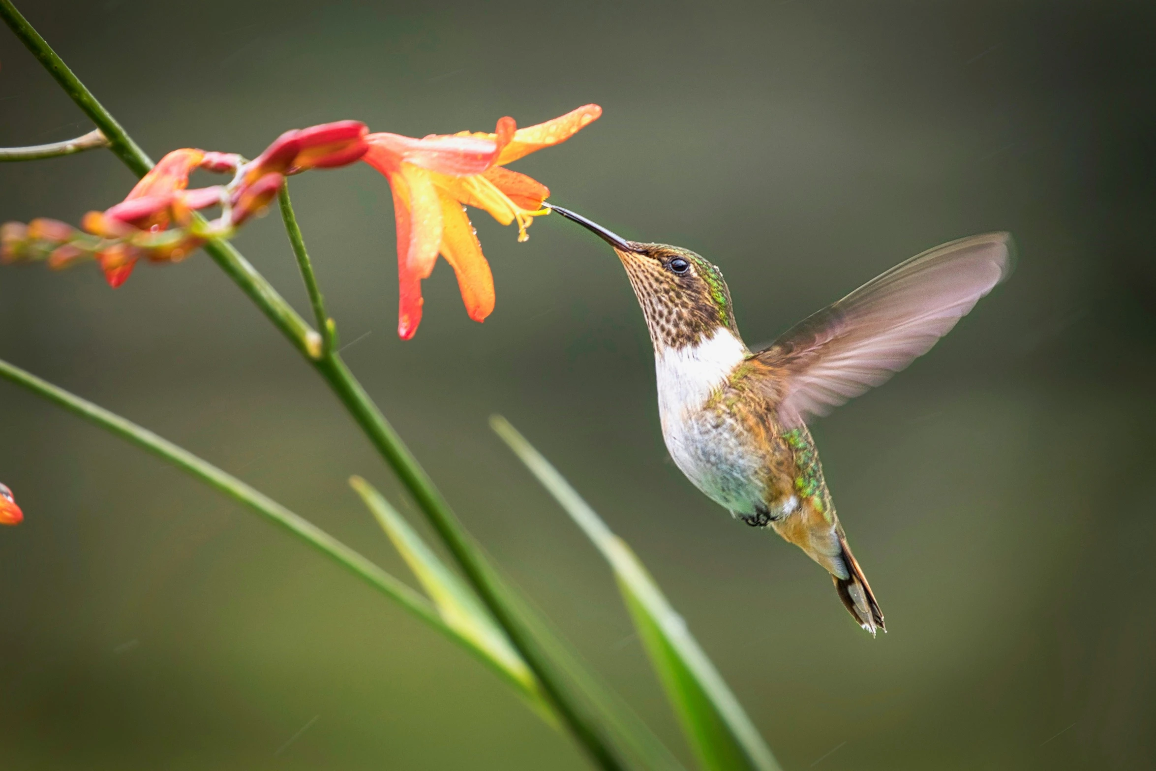 a hummingbird eating from a flower with its wings stretched out