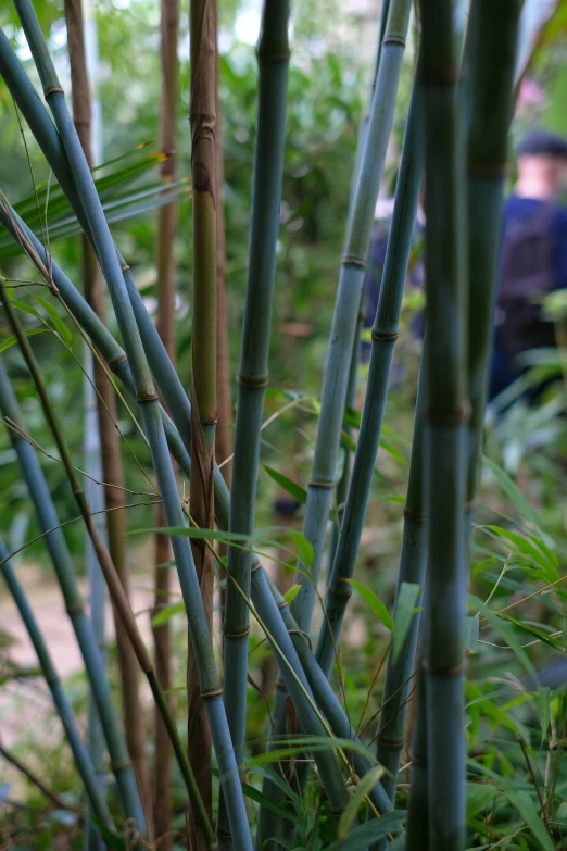 bamboo tree trunks standing up in an area with people