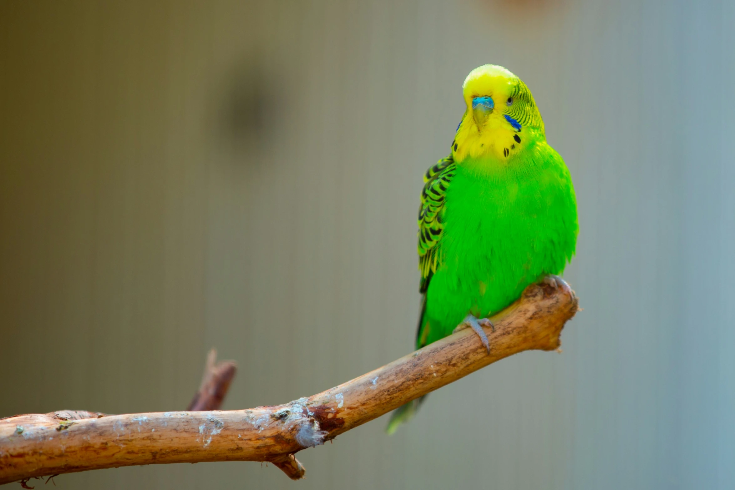 a yellow and green bird sitting on a twig