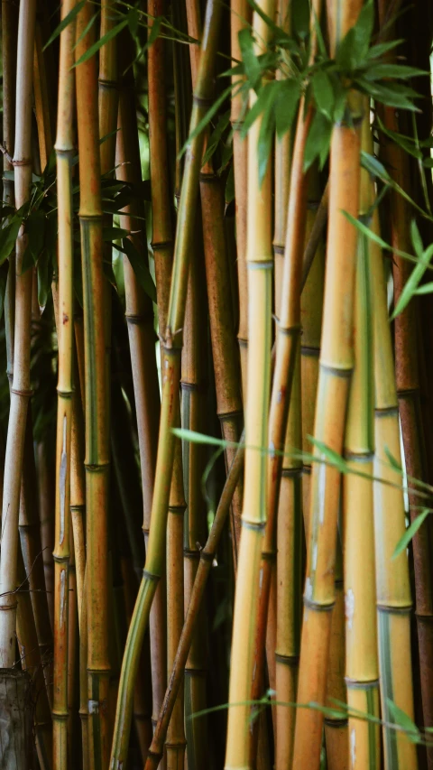 a large group of bamboo trees in a green jungle