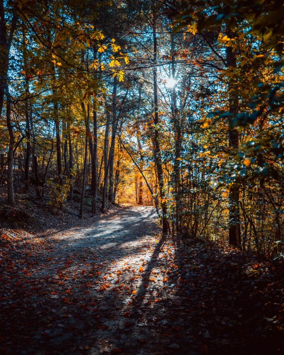 the sun shines on the trees along a path