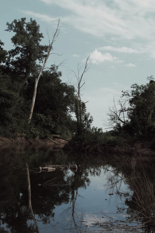 the reflection of trees on the water is clear