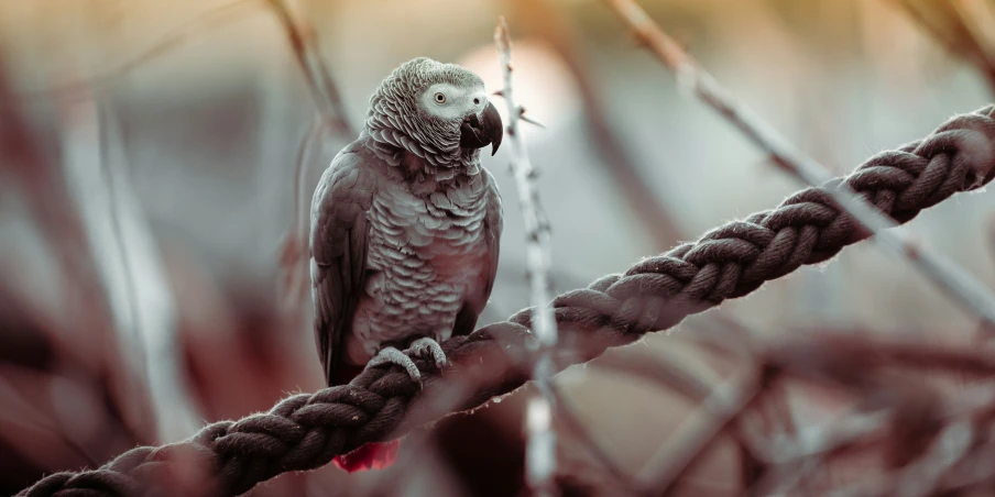 an old bird sitting on a rope in the field