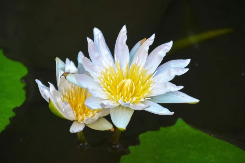 water lily flowers growing from the surface of a pond