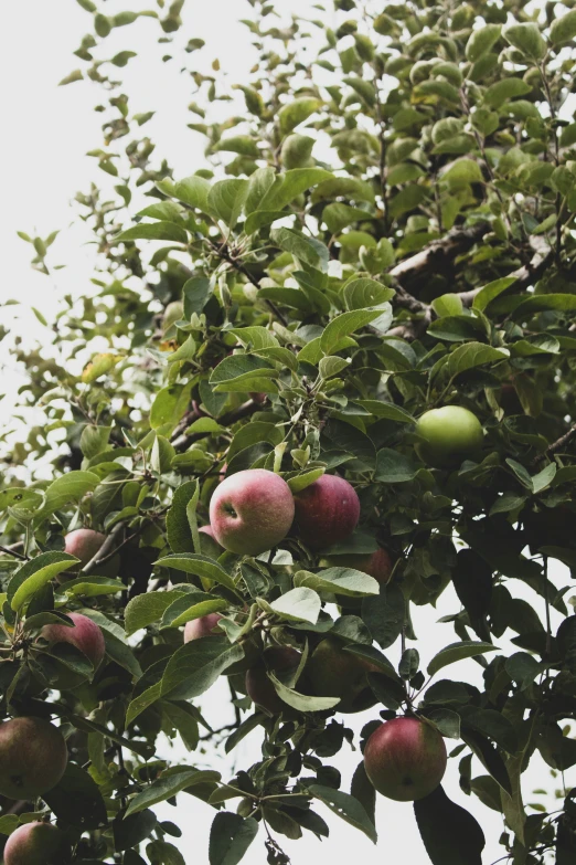 apples growing on an apple tree, with green leaves