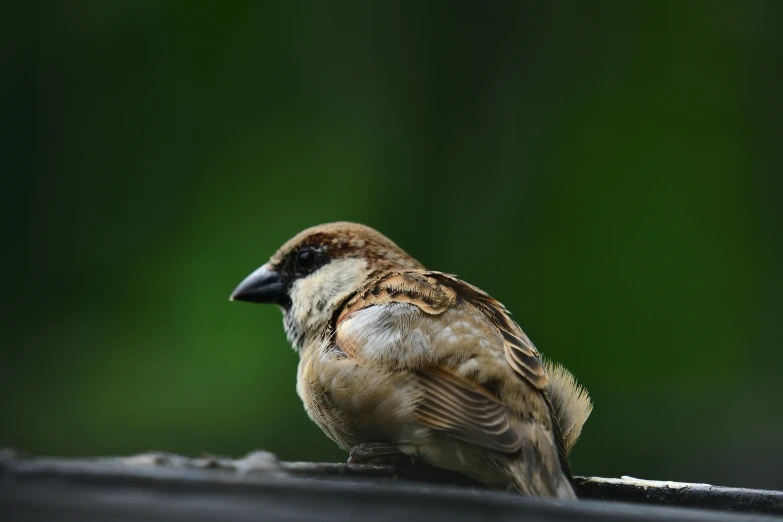 a bird that is perched on top of soing