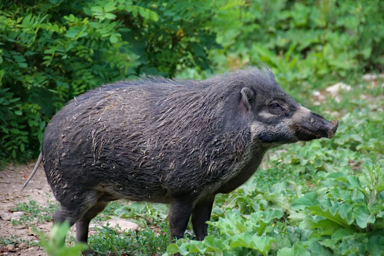 a large animal standing in a grass field