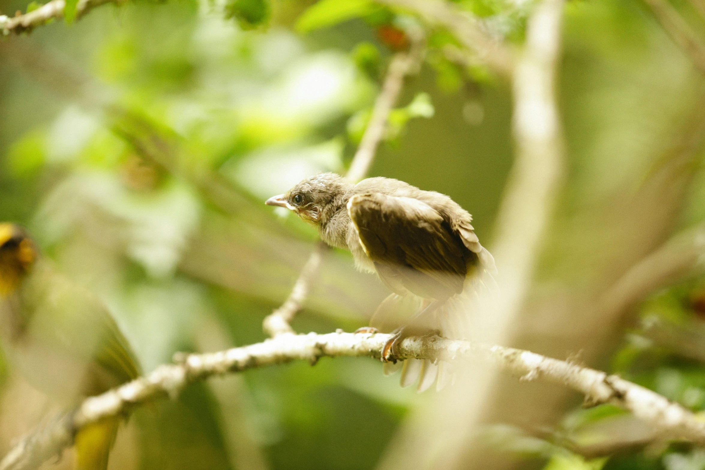 a bird sitting on top of a tree nch