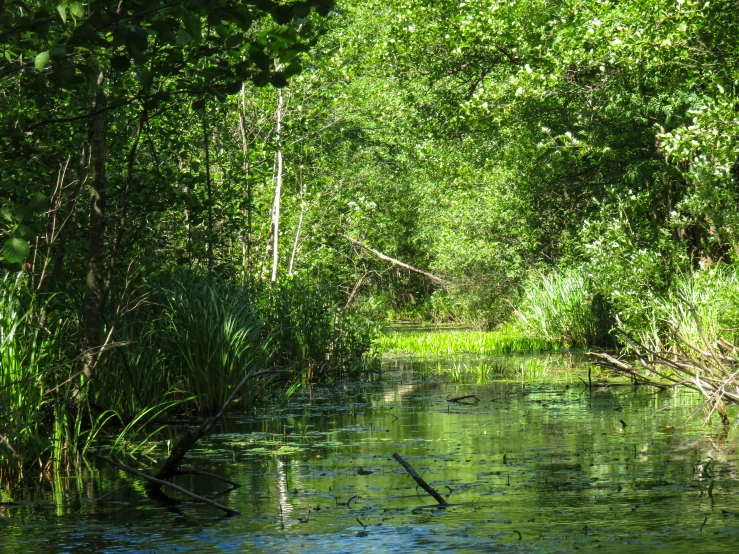 a creek with water surrounded by trees in the day