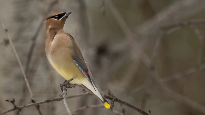 a bird standing on top of a tree nch