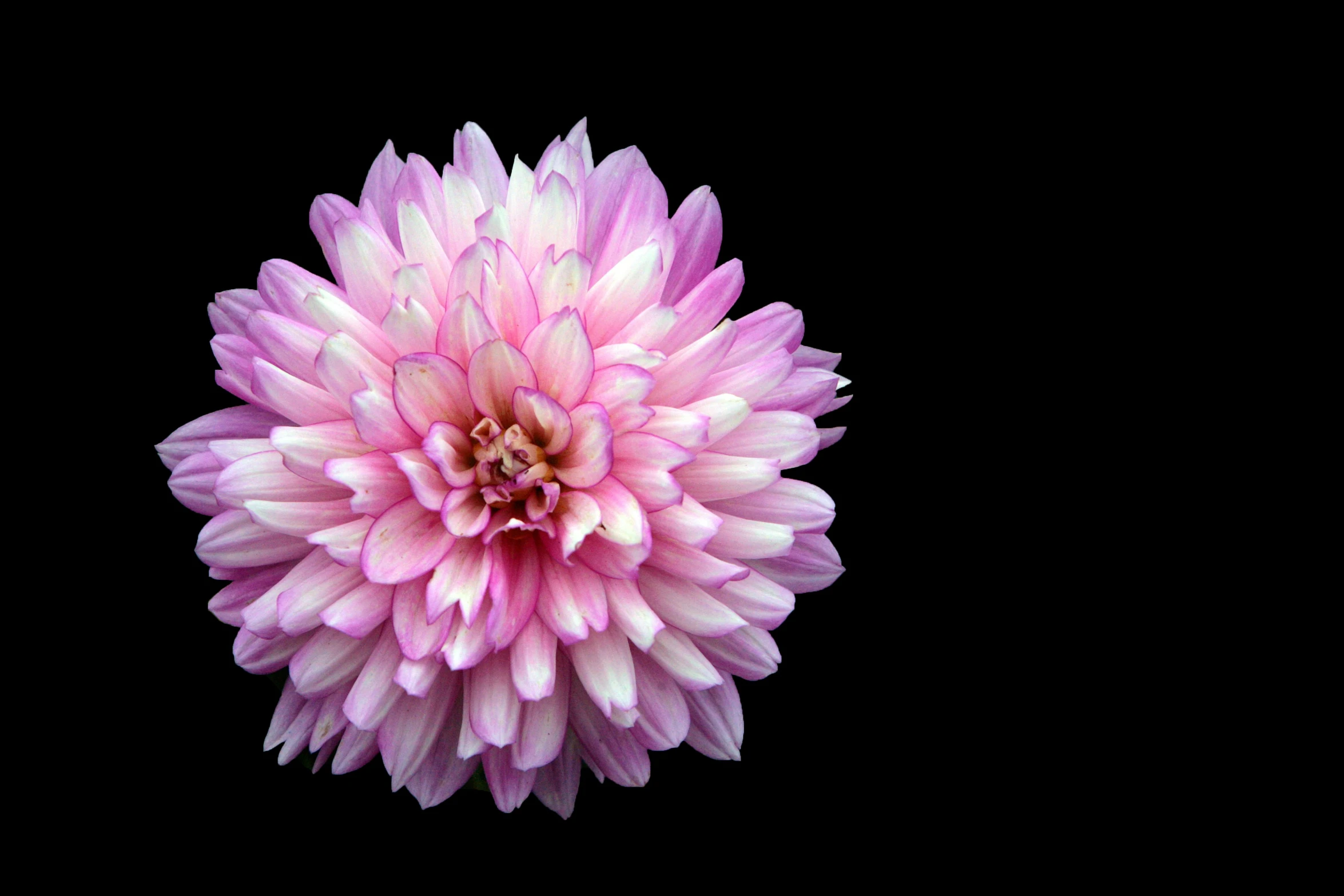 an odd looking pink flower is pographed on black background