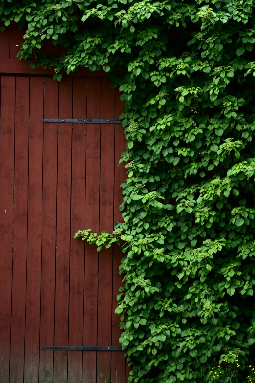 a wooden door surrounded by a vine and vines