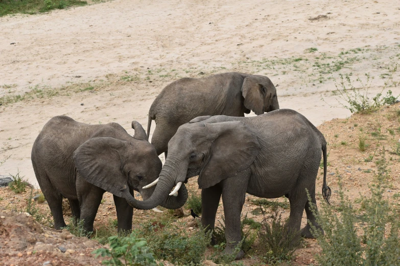 three elephants are playing near one another