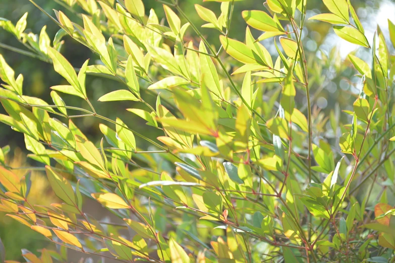 leaves with small green tips and yellow leaves