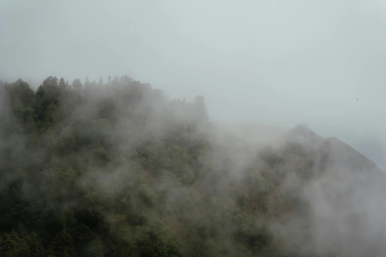 trees with fog rolling in front of them