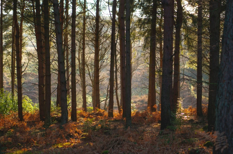 a forested area with a few trees and some grass