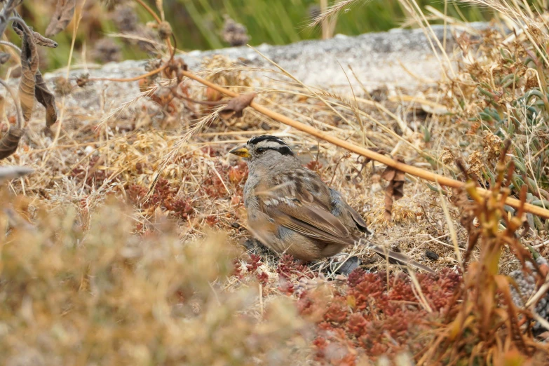 a bird sitting in the grass surrounded by dead weeds