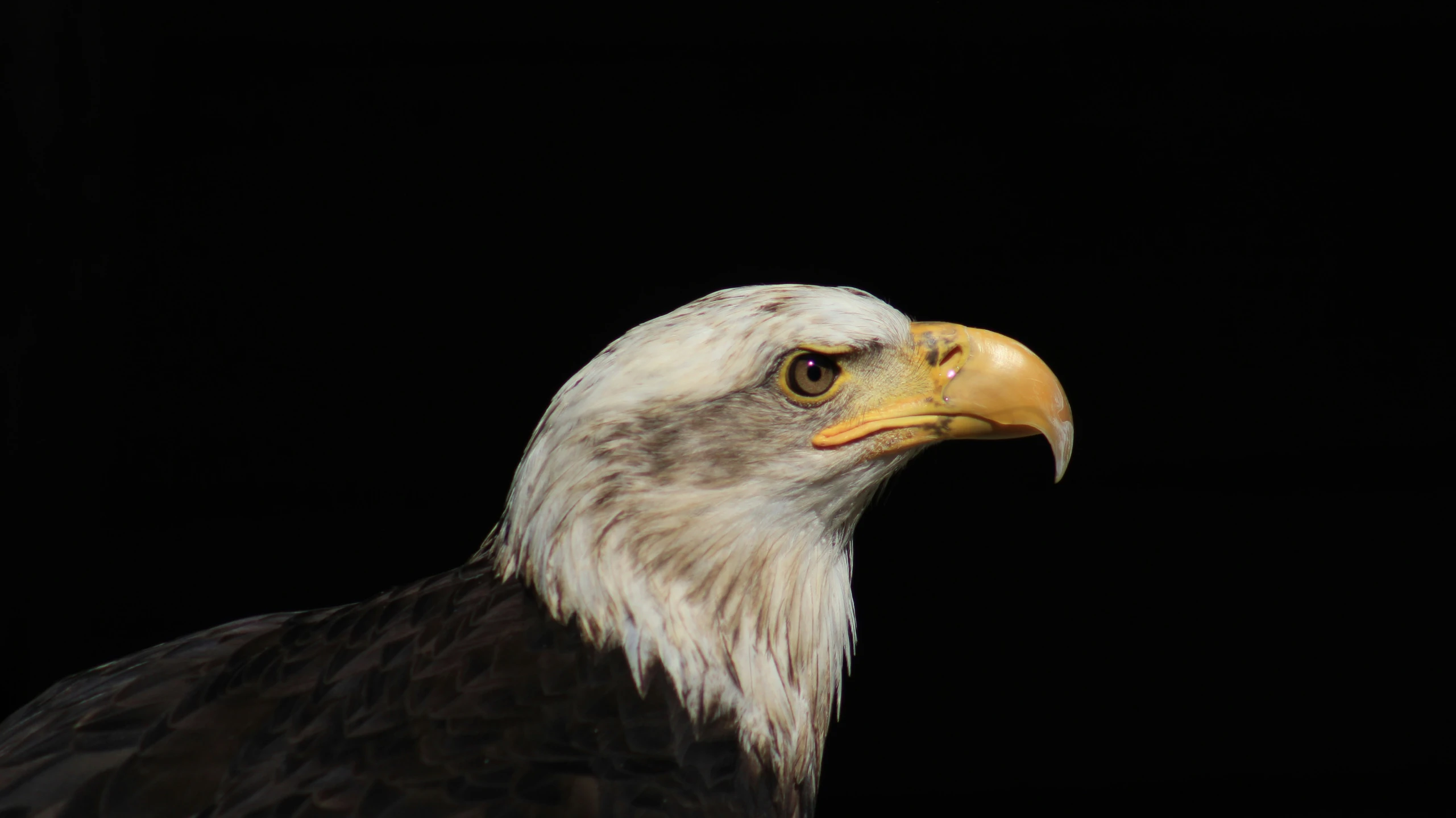 there is a bald eagle that is facing away from the camera