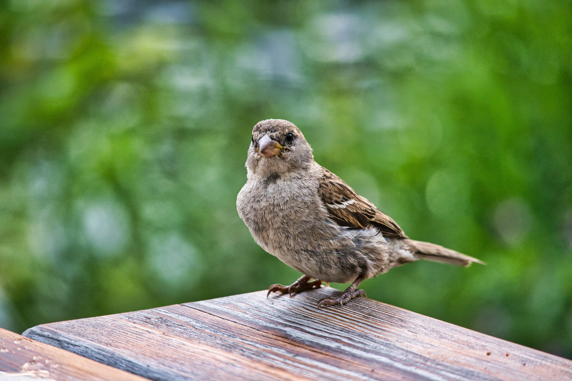 there is a small bird sitting on top of the table