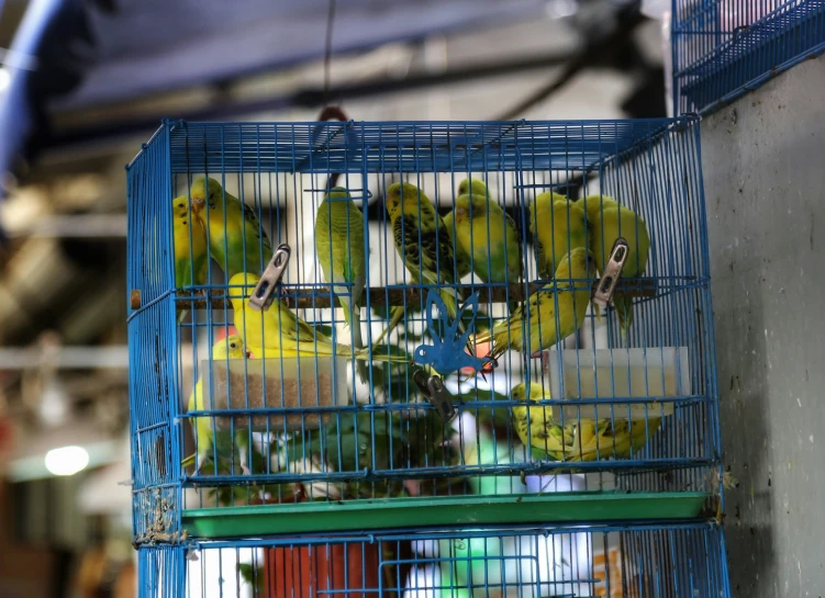 a bunch of parakeets are sitting inside of a cage