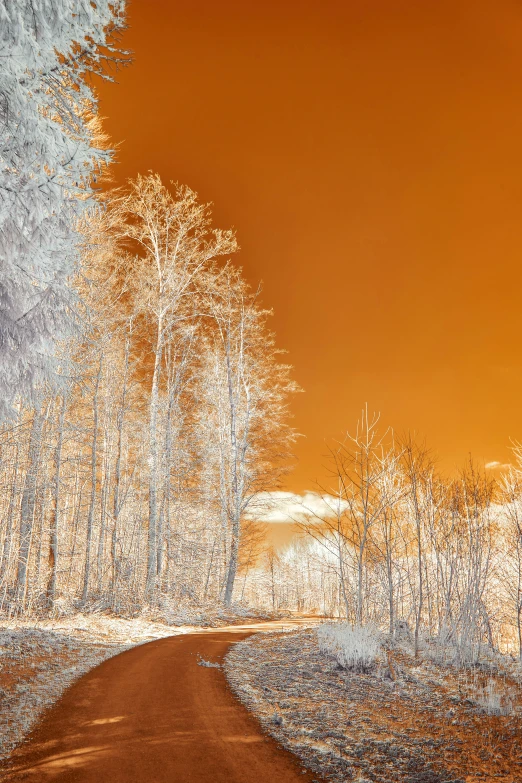 the road is surrounded by trees that are bare