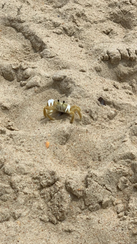crab in sand looking to its left